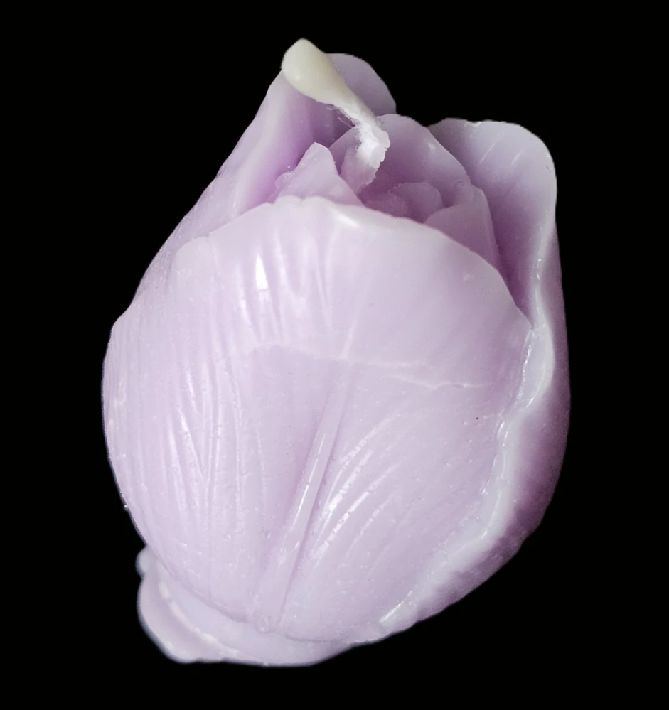 Květ tulipán
