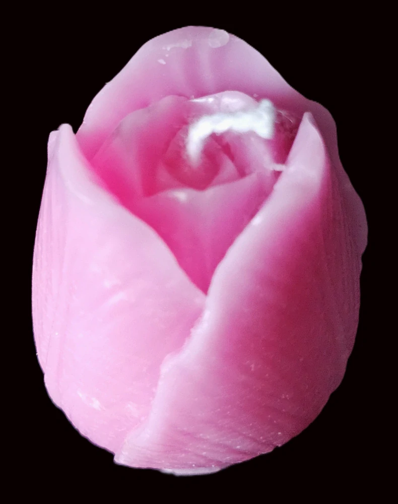 Květ tulipán